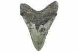 Huge, Fossil Megalodon Tooth - North Carolina #261104-2